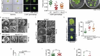 Учёные раскрыли древний механизм роста у наземных растений