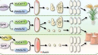 Учёные обнаружили ключевой ген OsBZR4, регулирующий развитие беззародышевого риса