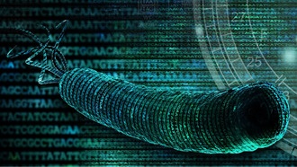 Ученые сократили генетический код кишечной палочки до 57 кодонов