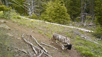 Серые волки переносят щенков через сложный рельеф, чтобы следовать за миграцией лосей