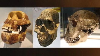 Как углеводы изменили зубы древних людей: новое исследование