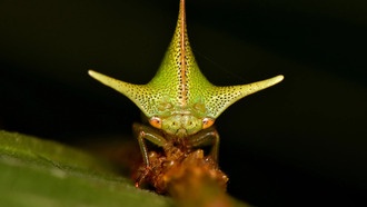 Статическое электричество могло повлиять на эволюцию причудливых форм цикадок