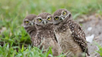 Ваши фото природы могут стать научным прорывом