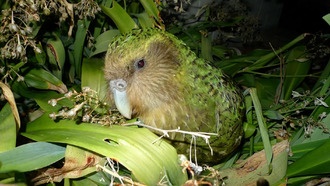 Исследование древнего помёта птиц выявило скрытый кризис вымирания паразитов