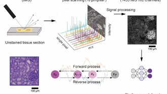 ИИ улучшает визуализацию масс-спектрометрии с виртуальной гистологической детализацией