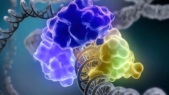 Учёные обнаружили второй набор инструментов для ремонта ДНК в сложных случаях