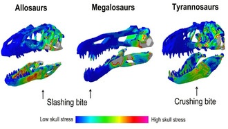 Учёные выяснили, что не все хищные динозавры обладали мощным укусом