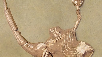 Обнаружен новый вид динозавров с необычно мощными руками