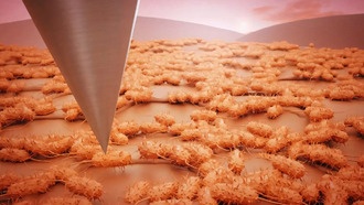 Учёные раскрыли структуру бактериальных биоплёнок с помощью автоматизированной микроскопии