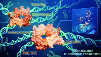 Китайские учёные совершили прорыв в редактировании генома