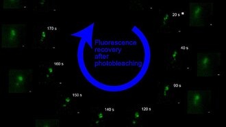 Разработан инновационный метод суперразрешения для безопасного наблюдения за живыми клетками