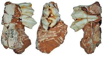 Окаменелый зуб северного оленя раскрывает тайны ледниковой фауны древнего Иберийского полуострова