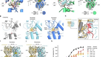 Учёные раскрыли механизм восприятия сладкого вкуса