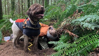 Учёные открыли три новых вида трюфелей с помощью собак и ДНК-анализа