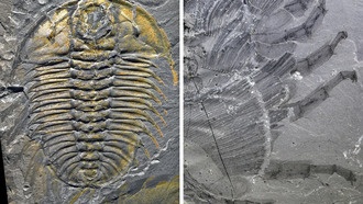 Уникальные конечности трилобитов раскрыли их способности к ходьбе и рытью в древних морях