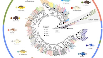Генетическое исследование карибских рыб-гамлетов ставит под сомнение традиционное определение видов