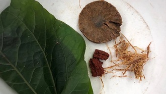 Учёные обнаружили древнейшие следы жевания бетеля в Юго-Восточной Азии