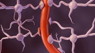 Риск болезни Альцгеймера может начинаться на границе мозга, а не внутри него