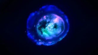 Учёные вырастили мини-мозг с нейронными связями и кровеносными сосудами