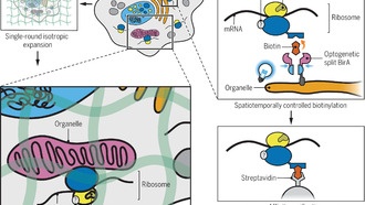 Новые методы визуализации показали, что кластеры рибосом специализируются на производстве белков