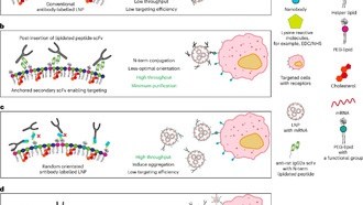 Учёные разработали метод оптимизации доставки мРНК в клетки