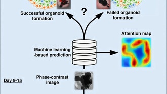 Машинное обучение предсказывает качество органоидов из стволовых клеток