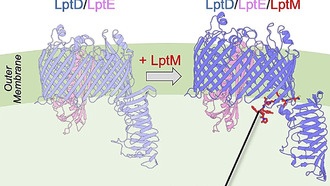 Маленький белок с большим влиянием: как бактерии стабилизируют ключевой комплекс внешней мембраны