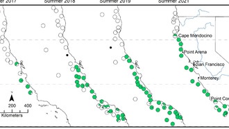 Диета, богатая анчоусами, вызывает смертельный дефицит витамина B1 у исчезающего вида лосося