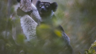Учёные впервые составили детальную карту кишечных бактерий лемура индри и обнаружили 47 новых видов