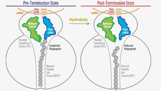 Разгадана загадка предотвращения преждевременного высвобождения белков в клетках