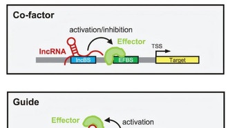 Длинные некодирующие РНК раскрыли неожиданный способ регуляции генов