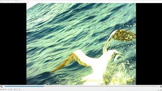 Уникальные кадры с камер на птицах показали охоту красноногих олуш на летучих рыб