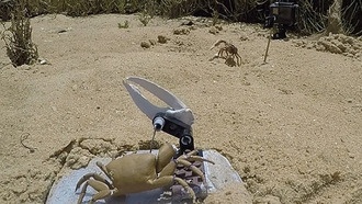 Робот-краб «Волнистый Дэйв» помог учёным изучить брачные ритуалы крабов