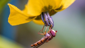 Урбанизация связана с 43%-ным сокращением популяции насекомых-опылителей