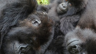 Сети дружбы помогают самкам горилл переходить между группами