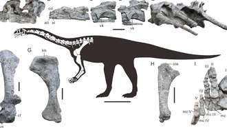 Китайские учёные обнаружили древнейшего зауроподоморфа в Восточной Азии