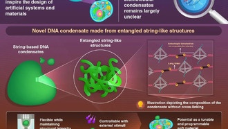 Учёные создали ДНК-наноконденсаты, имитирующие живые системы