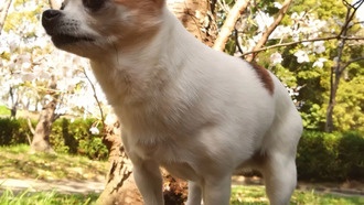 Фосфаты оказались ключевым индикатором выживаемости собак с респираторными заболеваниями