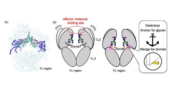 Учёные раскрыли, как гликаны контролируют поведение антител