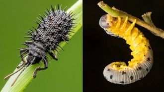 Изменения в цикле Эль-Ниньо вызывают массовое сокращение численности тропических насекомых и пауков