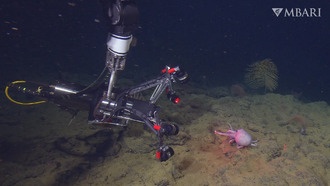 Новая система визуализации EyeRIS раскрывает секреты движения глубоководных осьминогов