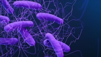 Учёные разработали метод прогнозирования заражения C. difficile до появления симптомов