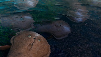 Крупное сердце и острые чувства: учёные раскрыли секрет эволюционного взрыва древних рыб