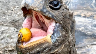 Исчезновение животных, распространяющих семена, угрожает борьбе с изменением климата