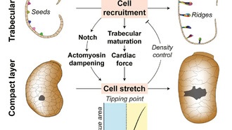Эмбрионы рыбок данио раскрыли механизмы развития сердечного ритма