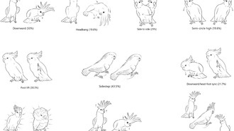 Какаду исполняют 30 разных танцевальных движений и комбинируют их уникальными способами