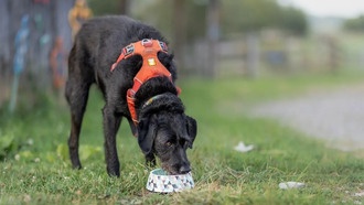 Загрязнённая вода из скважин вредит собакам раньше, чем людям — исследование