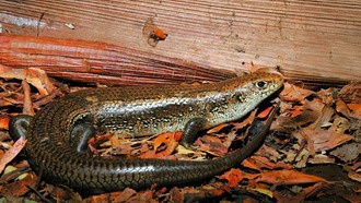 Учёные обнаружили ген, делающий австралийских сцинков невосприимчивыми к змеиному яду
