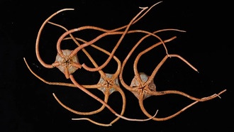 ДНК из глубин раскрывает скрытую океанскую «супер-магистраль»