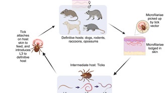 Учёные обнаружили скрытый мир паразитов внутри клещей